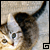 :iconbotustk: