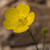:iconbouton-de-or: