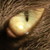:iconbovey-photo: