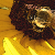 :iconbowlingincanada: