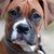 :iconboxer-love: