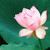 :iconbrahma2arts:
