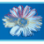:iconbrainny08: