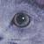 :iconbramb1eclaw: