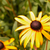 :iconbramble-r: