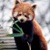 :iconbramblebelly7: