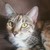 :iconbrambleclawandjaypaw: