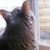 :iconbramblepelt176: