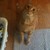 :iconbrambsie-pie: