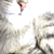 :iconbramgerritsen: