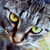 :iconbramster:
