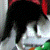 :iconbranchcake: