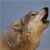 :iconbrandedwolf: