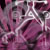 :iconbrandieseyecandies: