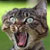 :iconbrandinaevilsoilder: