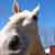 :iconbrandt-stock: