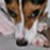 :iconbrandyb: