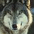 :iconbranfaol: