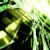 :iconBrasil4ever: