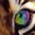 :iconbravelittletoasterr: