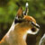 :iconbravethedesertlynx: