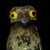 :iconbravo-joe: