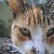 :iconbrazentyger:
