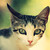 :iconbreathe1o1: