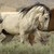 :iconbreezahorse: