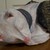 :iconbreezecat11: