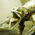 :iconbrentdgrooms:
