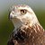 brentonbiggs :iconbrentonbiggs: