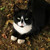 :iconbretonchick: