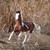 :iconbreyerassassin: