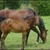 :iconbri-and-haerts: