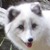 :iconbri-noel:
