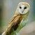 :iconbriaero: