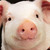 :iconbriandamage: