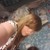 :iconbrianna-katlyn:
