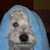 :iconbrible: