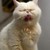 :iconbrieanashootingstarr: