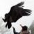 :iconbriebird27: