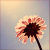 :iconbright-little-star:
