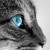 :iconbrightheart511: