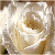 :iconbrightlilfirefly: