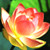 :iconbrightlotus: