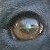 :iconbrindle-fantasy: