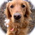 :iconbrindledog: