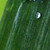 :iconbringtheplant: