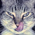 :iconbrisiin: